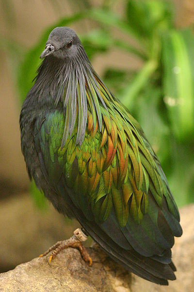 A Nicobar pigeon. While named after the Nicobar Islands, it is also found widely in the Malay Archipelago