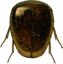 Calyptomerus alpestris Jacobson.png