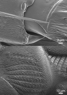 Top panel: Scanning electron micrograph (SEM) of campaniform sensilla on the tarsus of Drosophila melanogaster. Bottom panel: SEM of campaniform on the base of the haltere of a sarcophagid fly. Campaniforms on leg and haltere.tif