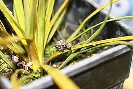 Captive rearing study of Hadramphus tuberculatus on a young Aciphylla aurea in an enclosure.jpg