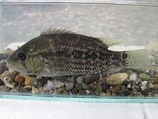 <span class="mw-page-title-main">Turquoise cichlid</span> Species of fish