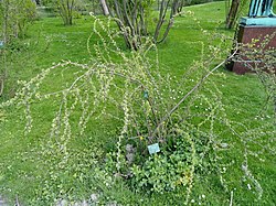 Caragana erinacea - Copenhagen Botanical Garden - DSC07533. 
 JPG