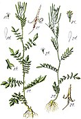 ілюстрація: 1) Cardamine impatiens subsp. impatiens