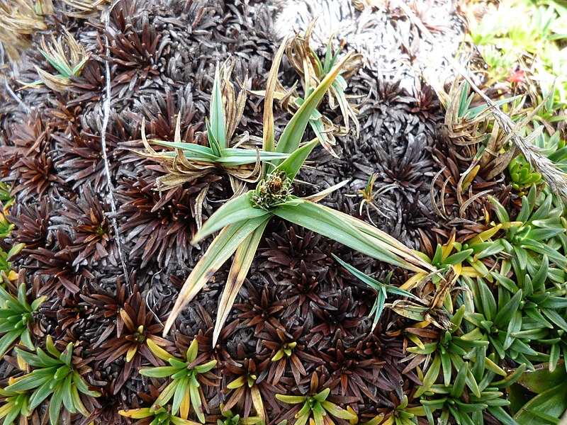 File:Carex brachycalama 99948538.jpg