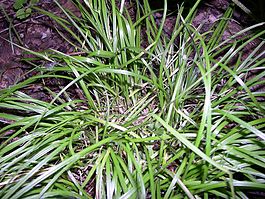 Carex jamesii.jpg