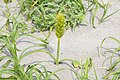 コウボウムギ Carex kobomugi