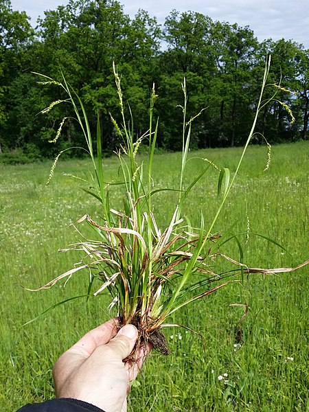 File:Carex sylvatica sl30.jpg