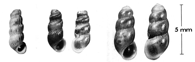 Shells of some micromollusks: from left, Truncatella bahamensis (holotype), Truncatella bilabiata bilabiata, Truncatella pulchella. CaribbeanTruncatella1970.jpg
