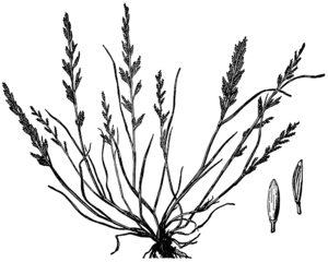 Common stiff grass (Catapodium rigidum), illustration [1]