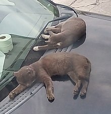 Sleep in animals - Wikipedia