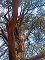 Cedro del Libano al laghetto di Villa Borghese 2020.jpg