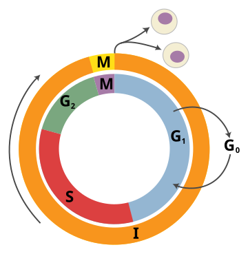 Tumor-supresorski gen