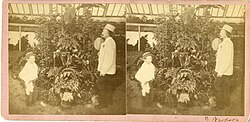 Interior of a "hothouse" (or greenhouse) in Central City Park, Macon, GA, c. 1877. Central City Park, hothouse interior, circa 1877 - DPLA - c4a22591a2b28b6ccf7b4c4bd3a4af1e.jpeg