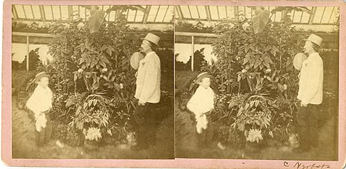 Interior of a "hothouse" (or greenhouse) in Central City Park, Macon, GA, circa 1877.