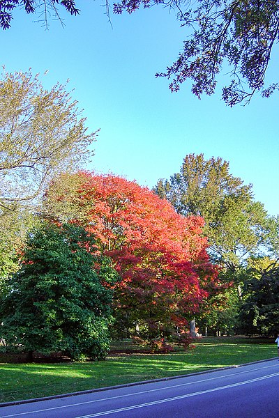 File:Central Park detail.jpg