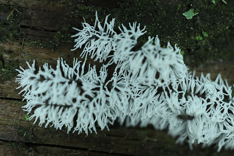 File:Ceratiomyxa fruticulosa 85266639.jpg