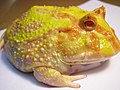 白化南美角蛙，多是作寵物繁育，在郊外罕見