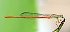 ♂ Ceriagrion glabrum