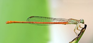 Male Ceriagrion glabrum