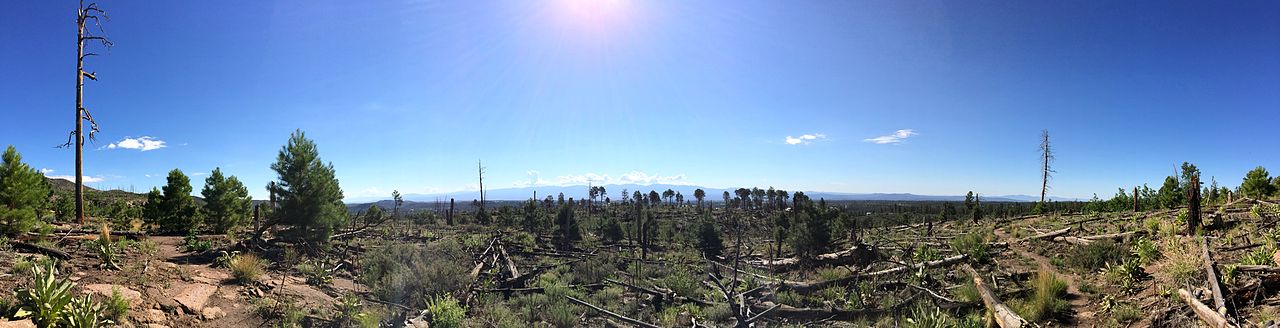 Trvalé účinky požáru Cerro Grande na stezce Quemazon západně od Los Alamos, jak je vidět v červenci 2014. Země je poseta spálenými kmeny. Spálené kmeny stromů bez končetin naplňují krajinu, ale borovice a jiná vegetace začaly řídce osídlovat tuto jednou vypálenou oblast.