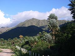 Cerro camino palmeras.JPG