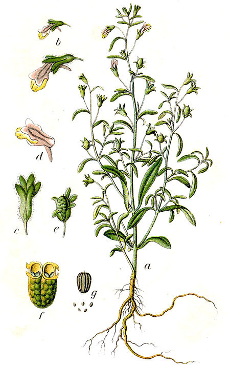 Chaenorhinum minus