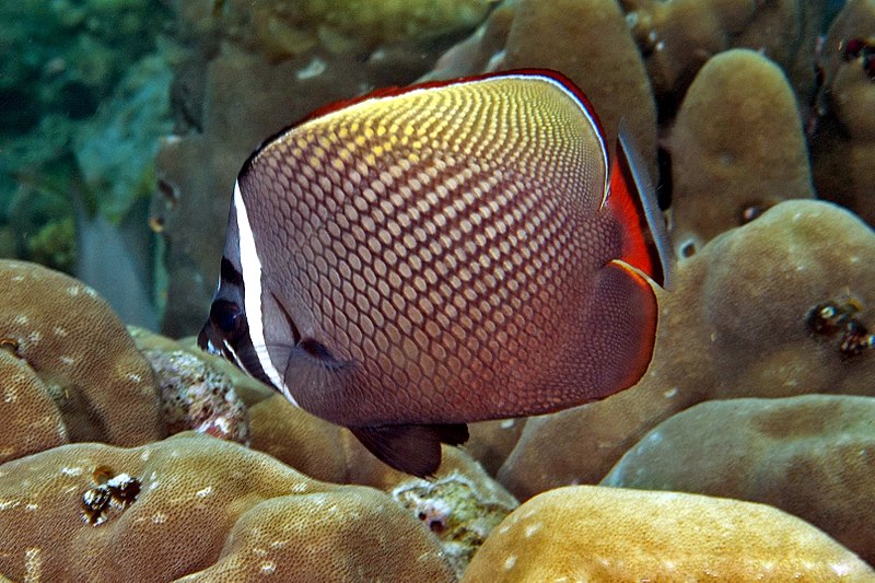 File:Chaetodon collare RLS.jpg