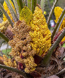 Chamaerops humilis