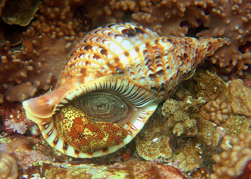 法螺貝　ホラ貝