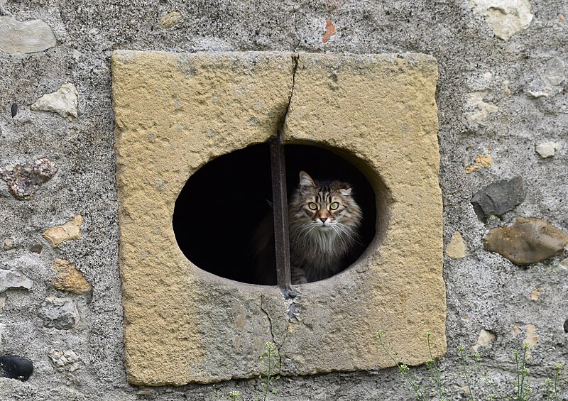 File:Chat à la fenêtre B.jpg