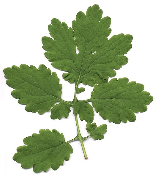 File:Chelidonium majus scan.jpg