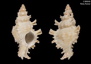 <i>Chicoreus paucifrondosus</i> Species of gastropod