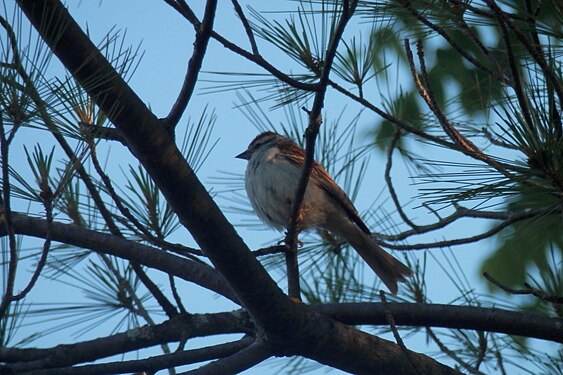 Chipping Sparrow (Spizella passerina)