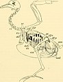 Chordate anatomy (1939) (20617707981).jpg