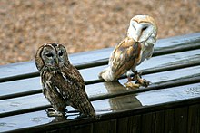 A captive tawny owl with a large barn owl, usually the tawny owl is behaviourly dominant and slightly larger than the barn owl. Chouettes.jpg