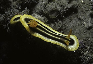 A Chromodoris joshi hátán kis csomóban látható ceratája avagy külső kopoltyúja.