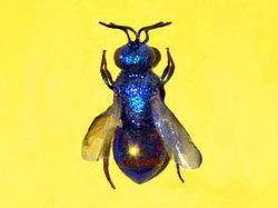 Chrysididae - Pseudomalus auratus.JPG