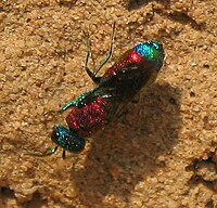 Chrysis Viridula