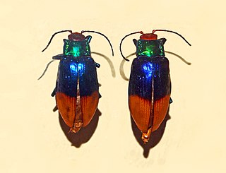<i>Promechus</i> Genus of leaf beetles