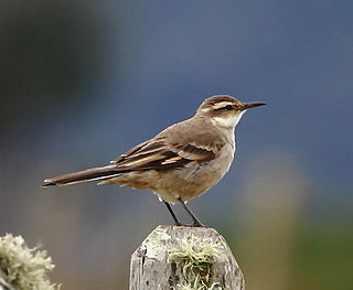 Long-tailed cinclodes species of bird