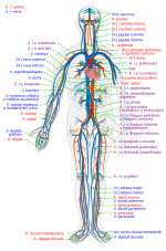 Miniatura per Sistema circulatori