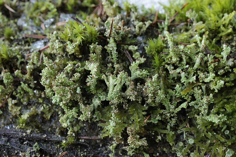 File:Cladonia sp. (25642291637).jpg