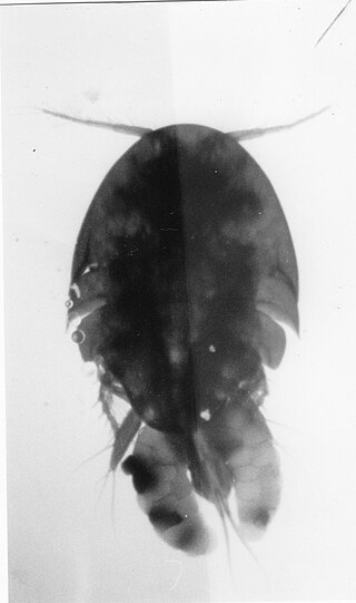 <span class="mw-page-title-main">Clausidiidae</span> Family of crustaceans