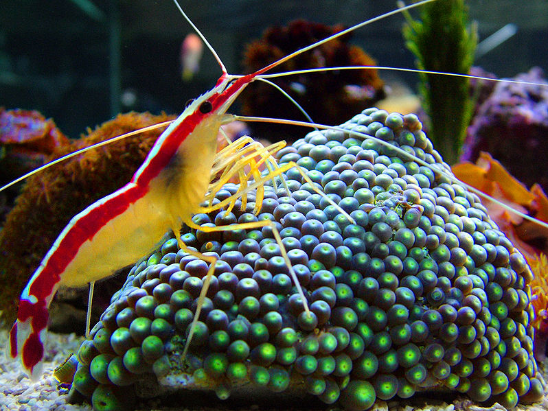 File:Cleaner Shrimp on zoanthus macro.jpg