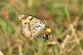 * Nomination Close Wing Nectaring of Junonia hierta (Fabricius, 1798) - Yellow PansyThis image was uploaded as part of Wiki Loves Butterfly. --TAPAN1412 15:08, 16 December 2023 (UTC) * Decline  Oppose Nothing sharp here --Poco a poco 19:34, 16 December 2023 (UTC)