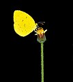 * Nomination: Close wing Nectaring posture of Eurema hecabe (Linnaeus, 1758) - Common Grass Yellow --Sandipoutsider 20:51, 12 December 2023 (UTC) * Review oversaturated --Charlesjsharp 17:51, 12 December 2023 (UTC)