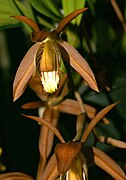 Coelogyne odoardi