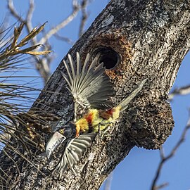 Collared aracari (Pteroglossus torquatus torquatus) leaving nest Los Tarrales.jpg