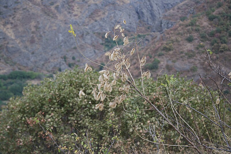 File:Colutea arborescens in der Nähe von Tatevi Anapat, Armenien.jpg