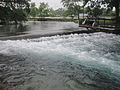 Comal River in Landa Park, New Braunfels IMG 3264.JPG